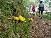 21 Fiori gialli di Hieracium (Sparviere alpino)